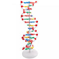 DNA Anatomy Model