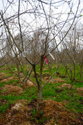Gul Richard – Stort Äppleträd - Malus Domestica 'Gul Richard'