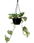 Monstera Adansonii - Hanging Basket