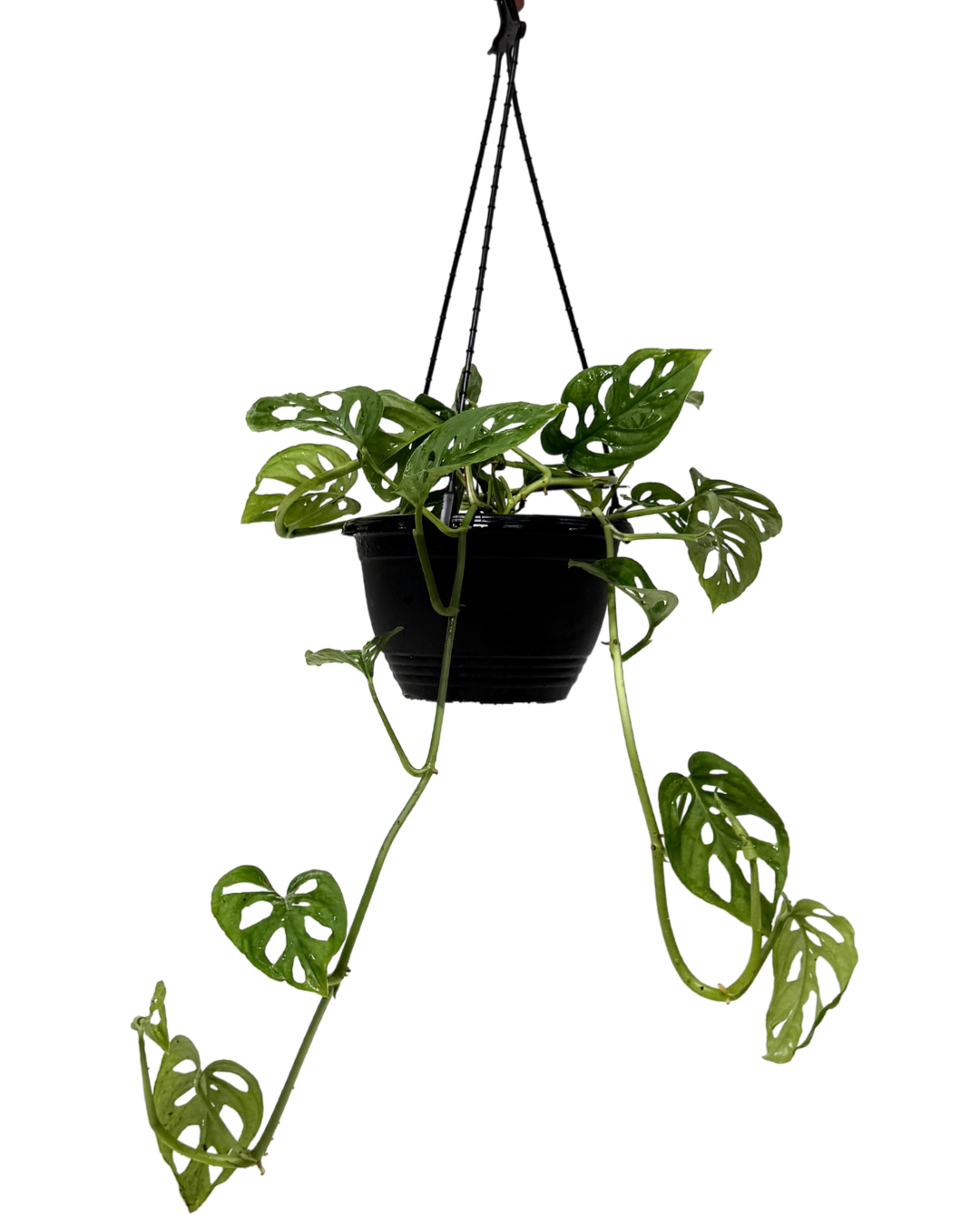 Monstera Adansonii - Hanging Basket
