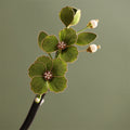 PF604 - Ronghua Hairpin - Wholesale