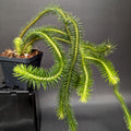 Huperzia squarrosa tassel rock fern with spiky bright green fronds in a pot