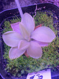 Pinguicula ‘Rich Ellis’ at Carnivorous Greenhouse