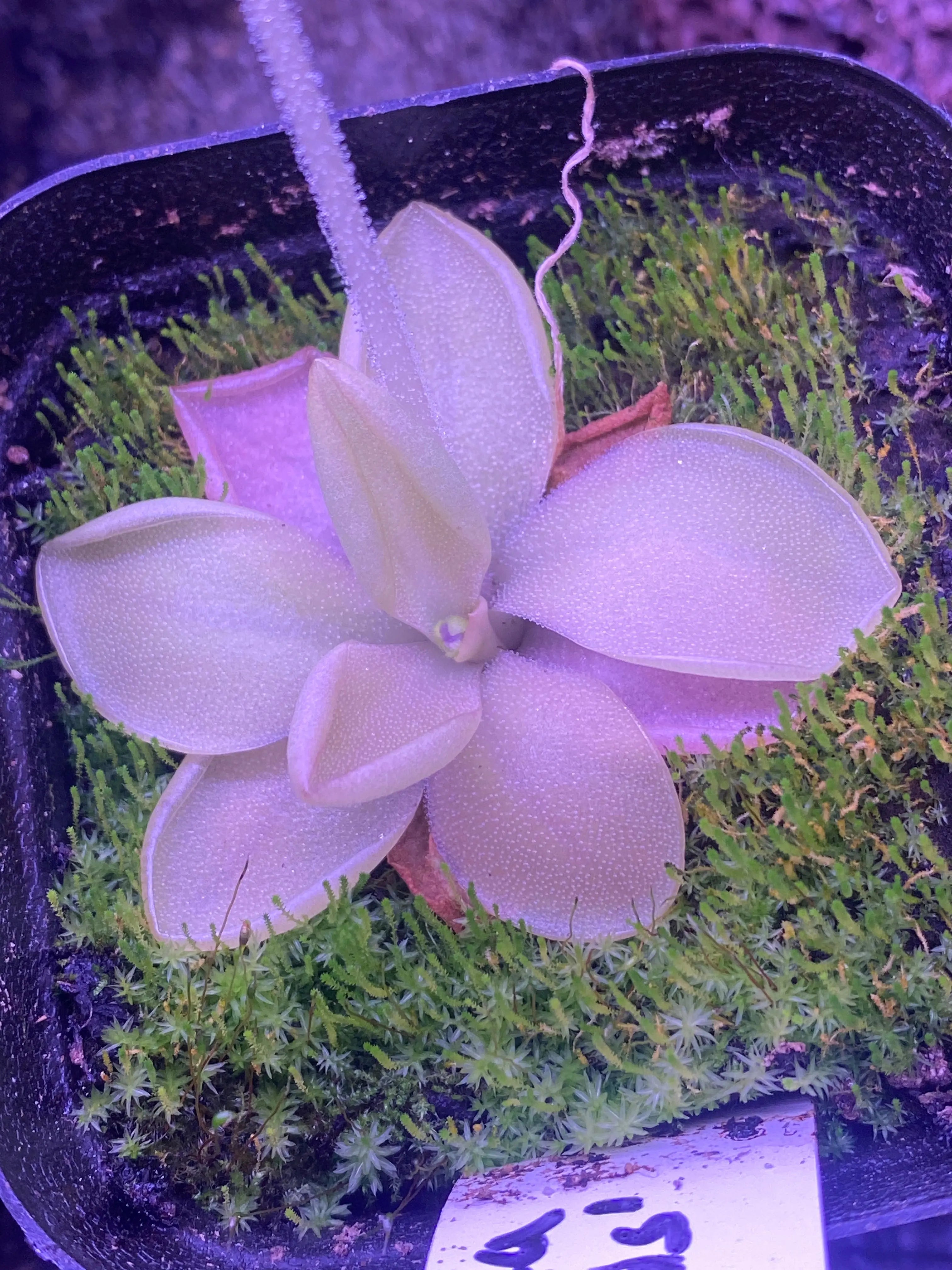 Pinguicula ‘Rich Ellis’ at Carnivorous Greenhouse