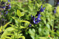 Salvia guaranitica 'Black and Blue'