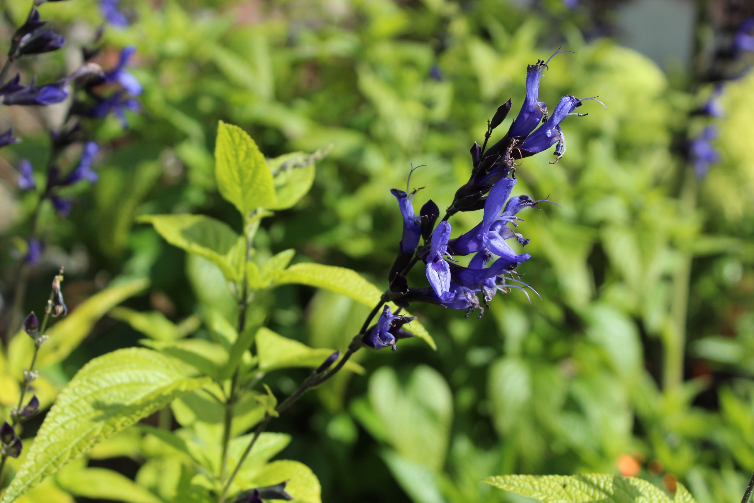 Salvia guaranitica 'Black and Blue'