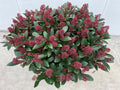 Skimmia jap. Rubella / P32 (15 Ltr) / 80+ flowers-Easy Garden Centre