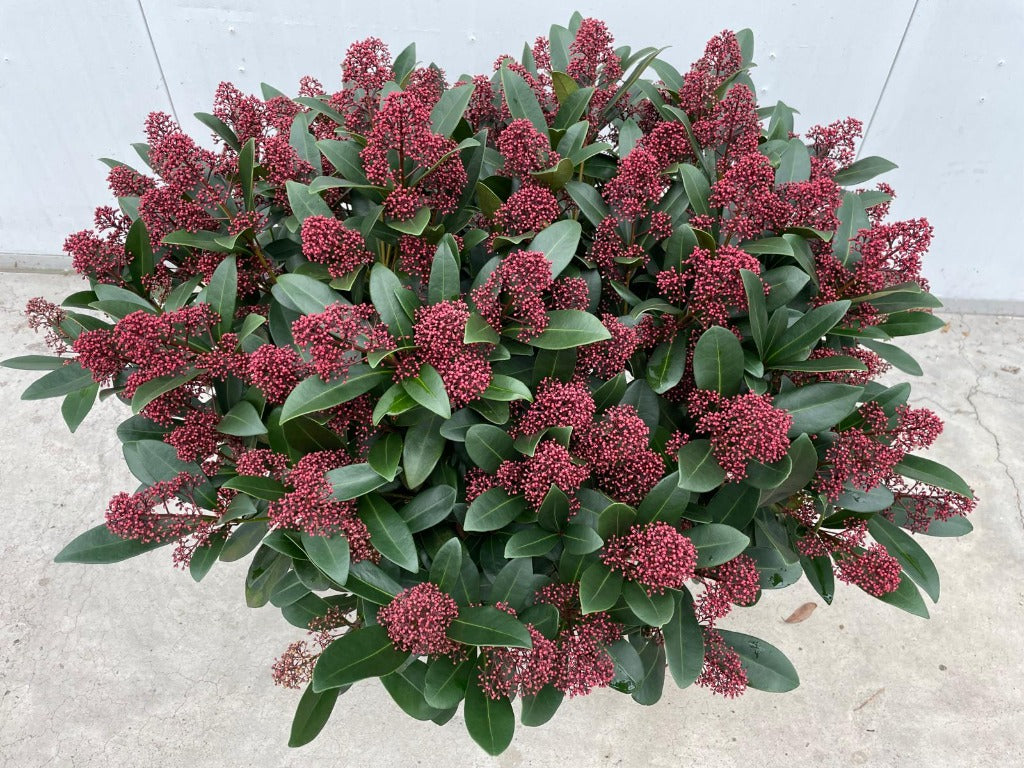 Skimmia jap. Rubella / P32 (15 Ltr) / 80+ flowers-Easy Garden Centre