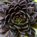 Echeveria 'Black Prince'