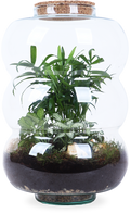 Terrarium Rundungen (Flaschengarten) (L)