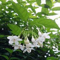 10 Wrightia religiosa Plants ,Water Jasmine , Buddhist Jasmine Plants With  Phytosanitary certificate