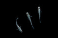 Small Abi Medaka rice fish from CT, swimming in clear water, showcasing vibrant colors and delicate fins.