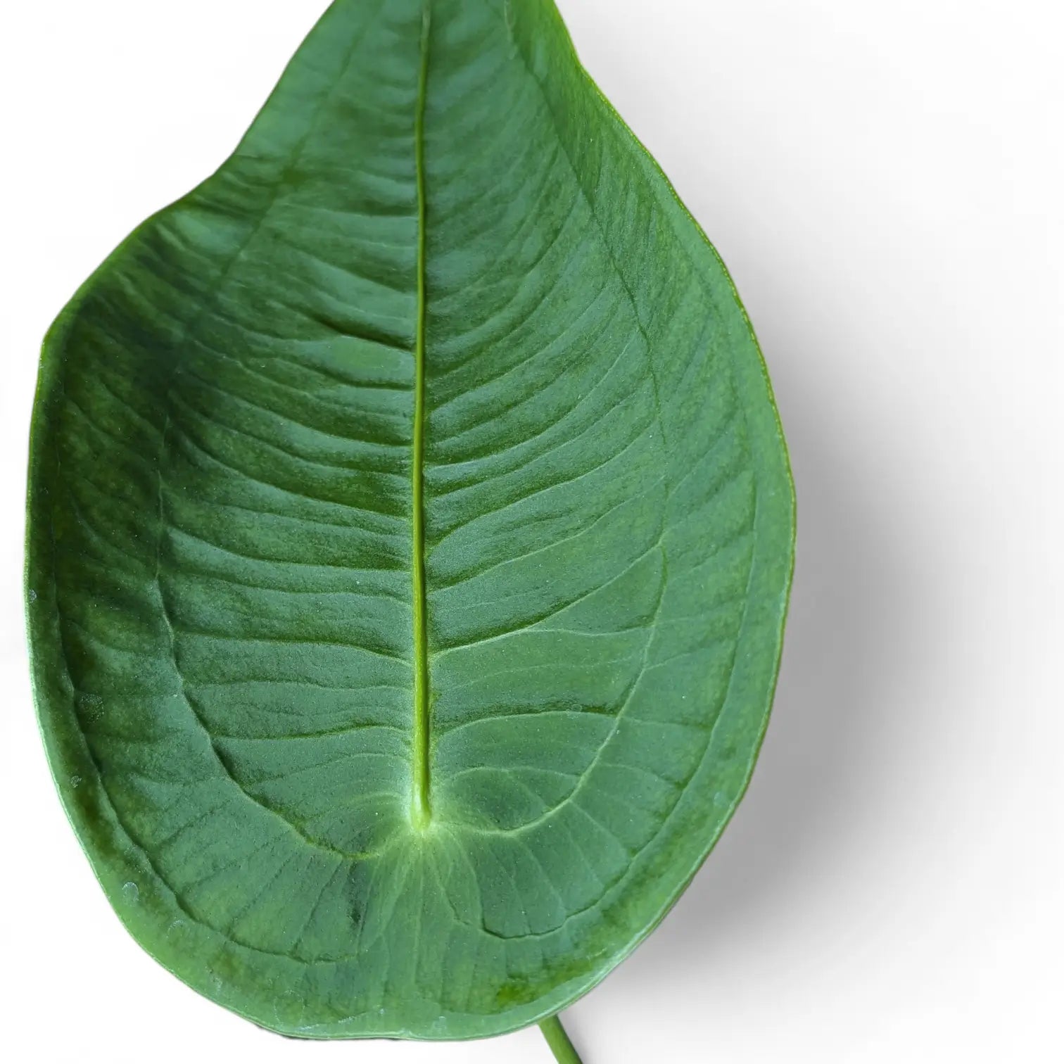 Anthurium peltigerum leaf close-up on white background.