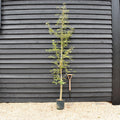 Prunus 'The Bride' | Cherry 'The Bride' - Tree - Height 150-180cm - 10lt