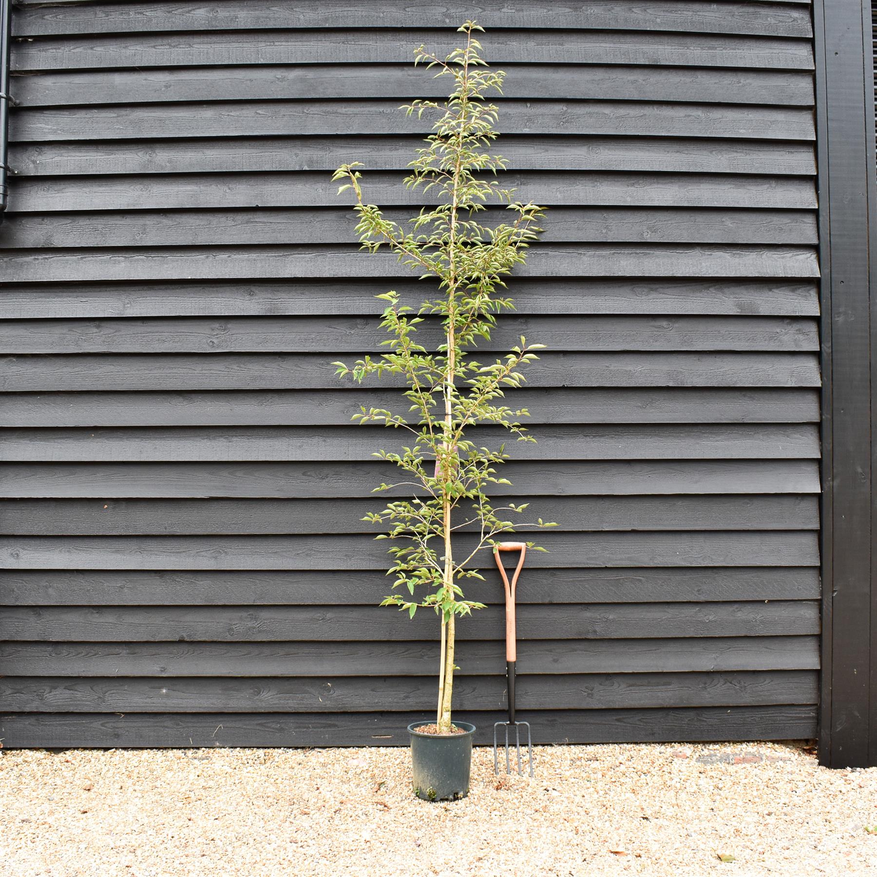 Prunus 'The Bride' | Cherry 'The Bride' - Tree - Height 150-180cm - 10lt