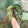 Begonia 'Lucifer' - Sprouts of Bristol