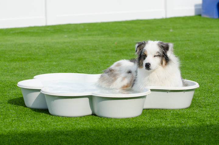 Two QTY Paw Pool™️Package by One Dog One Bone™️