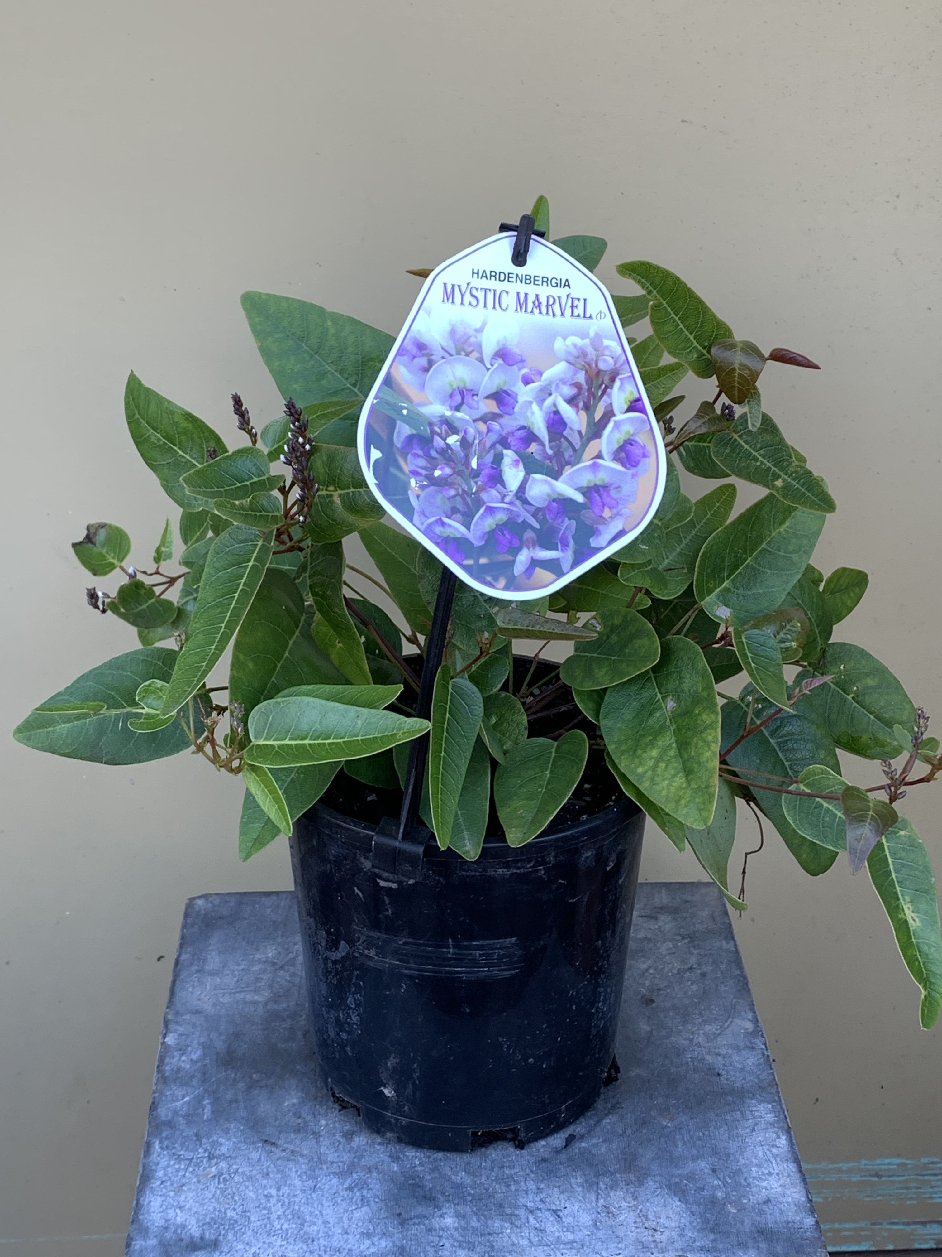 Hardenbergia violacea 'Mystic Marvel'