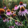 Echinacea purpurea Purple Coneflower Seeds