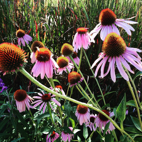 Echinacea purpurea Purple Coneflower Seeds