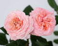 Rose Apricot Candy 5 gal