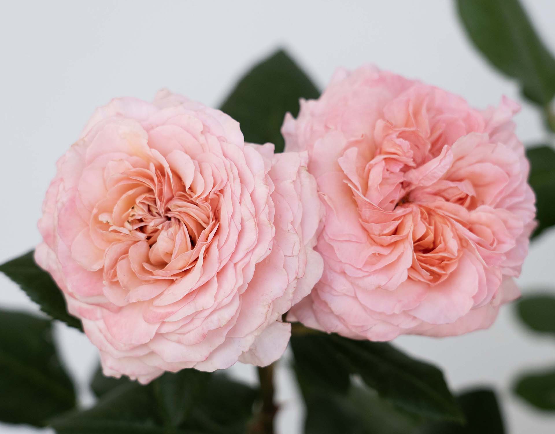 Rose Apricot Candy 5 gal