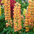 Lupin West Country 'Gladiator'