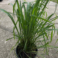 Cymbopogon Lemon Grass Plant in a 10 in. (3 Gal.) Grower Pot
