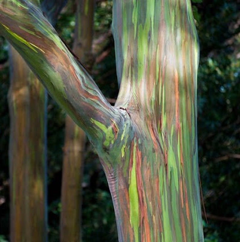 Rainbow Eucalyptus Tree in Half Gallon Pot, Colorful Deglupta Variety, Easy Care Indoor/Outdoor Plant, Eucalyptus deglupta