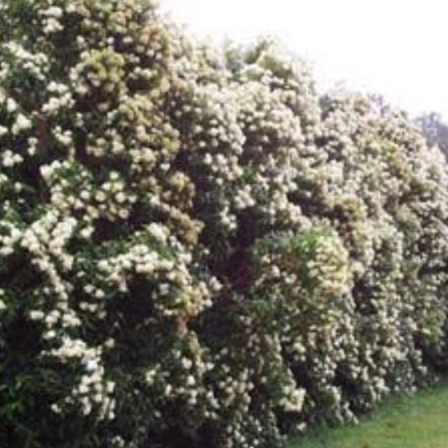 Aniseed Myrtle