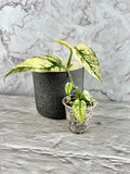 Epipremnum ‘Ghost’ (Variegated ‘Cebu Blue’)