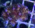 SPS - Rainbow Pocillopora