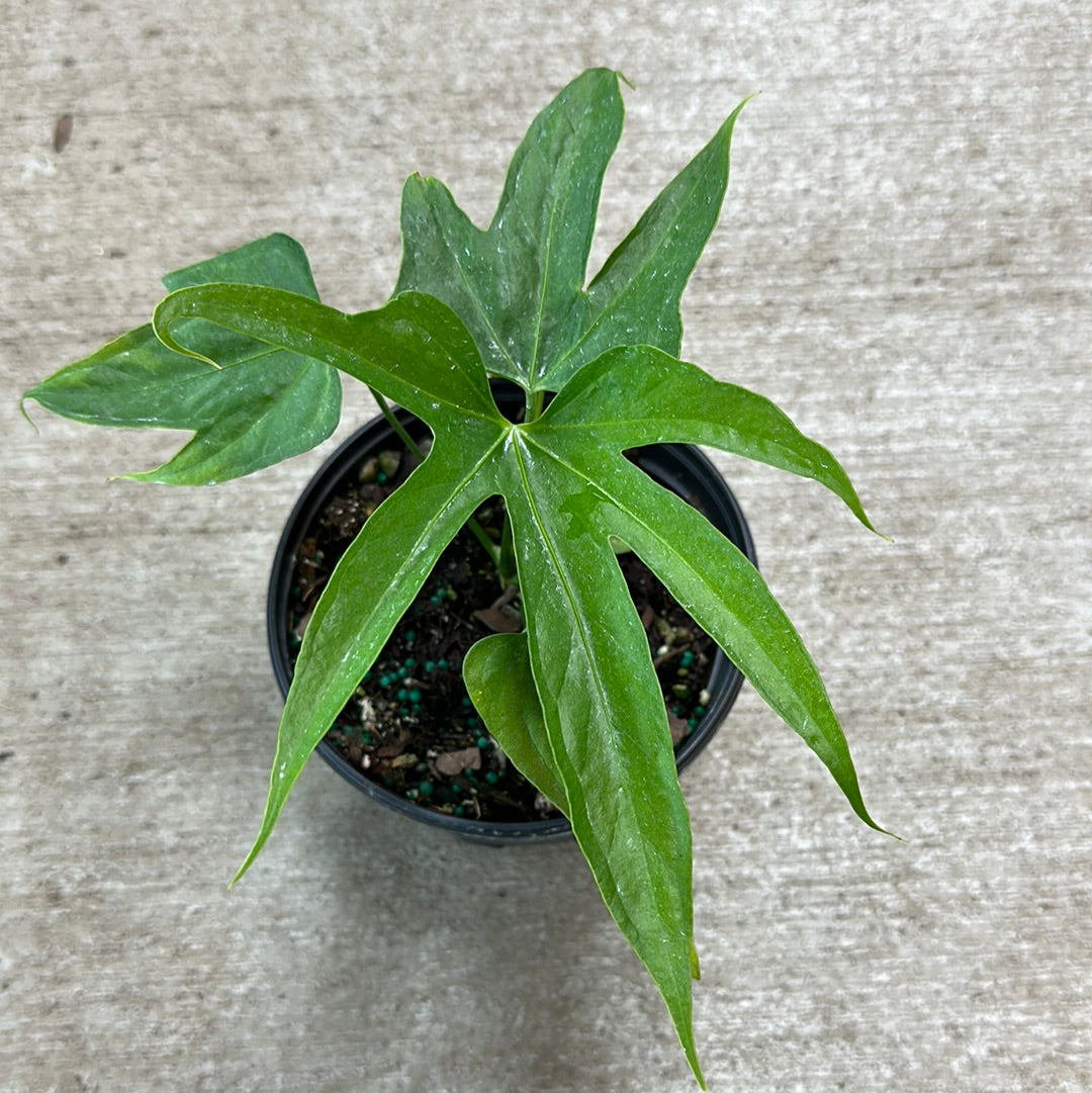 Anthurium pedatoradiatum 6" - Anthurium Fingers