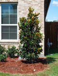 Magnolia "Little Gem"