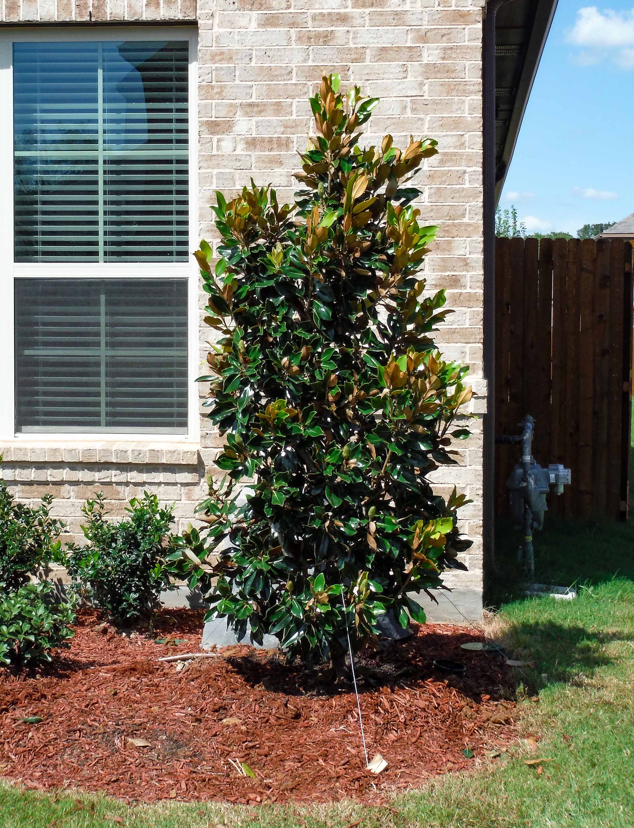 Magnolia "Little Gem"