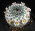 Mammillaria chionocephala aka M. ritteriana