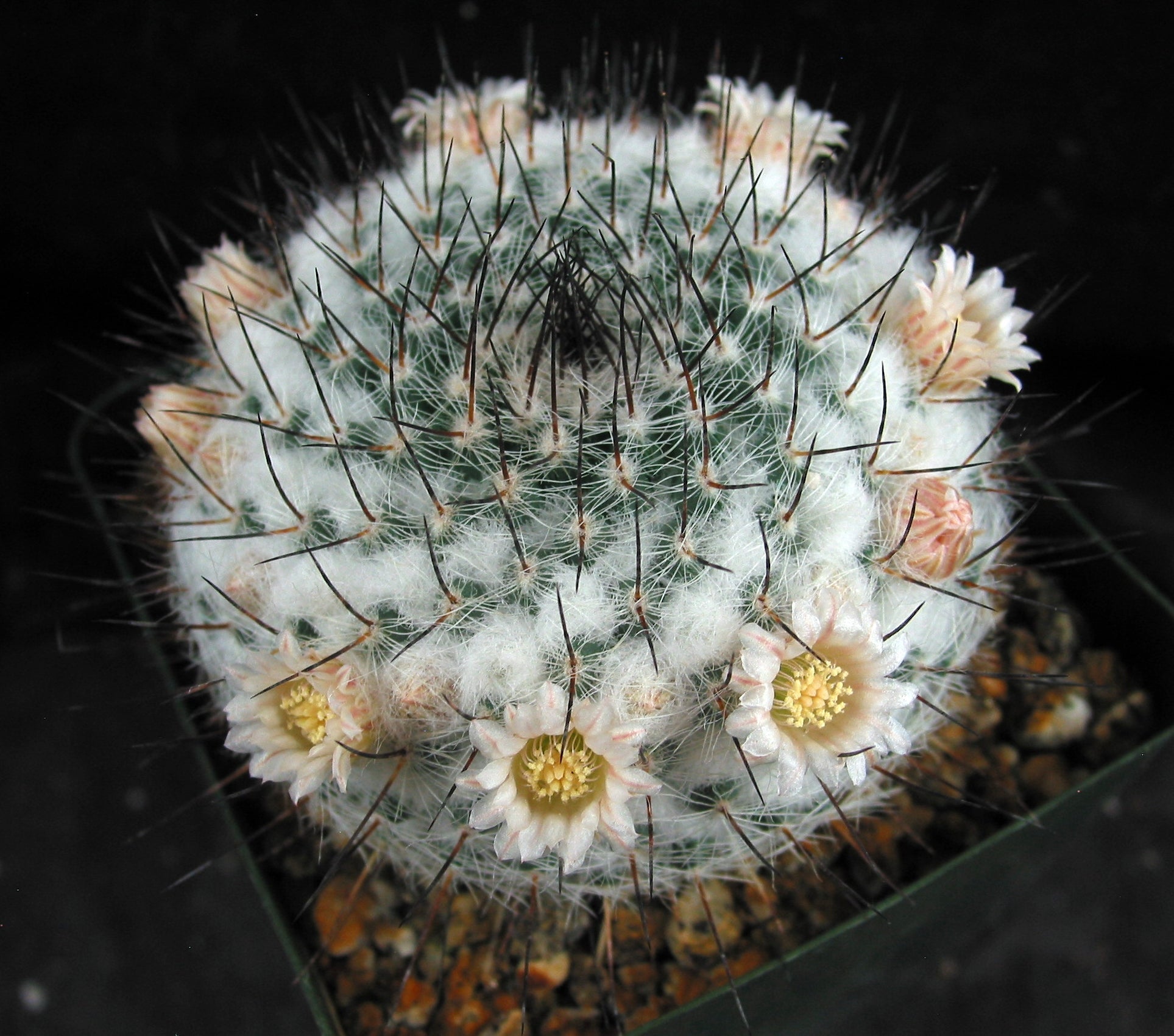 Mammillaria chionocephala aka M. ritteriana