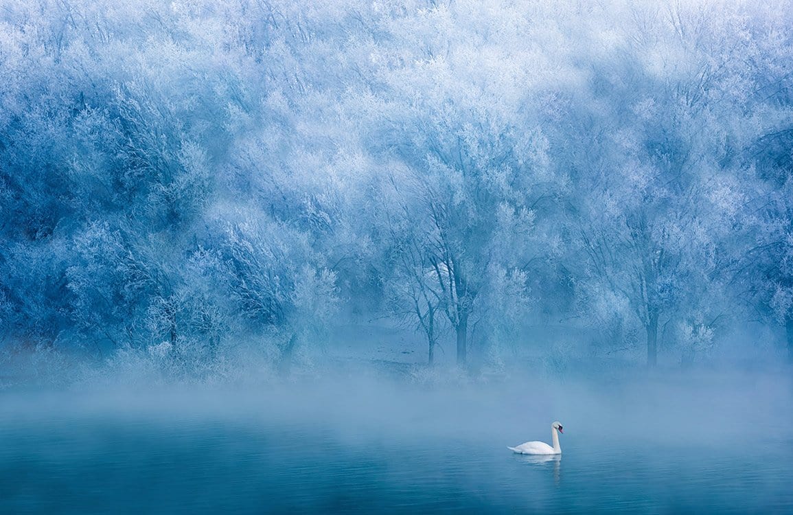 Ethereal Winter Wonderland Frosted Blue Forest Mural Wallpaper with Swan
