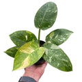 Philodendron Plant - ’Congo Nuclear’ - 4’’ Pot - House Plant Shop