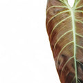 Philodendron melanochrysum leaf detail on white background.