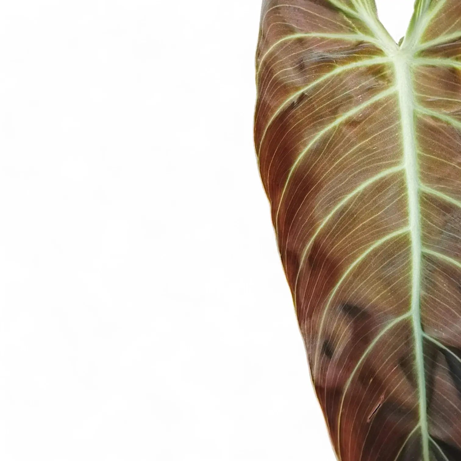 Philodendron melanochrysum leaf detail on white background.