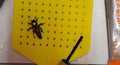 Artificially Inseminated Breeder Queen-Dark Purdue Mite-biter SHIPPING JULY