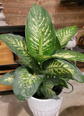 Dieffenbachia (Dumb Cane)