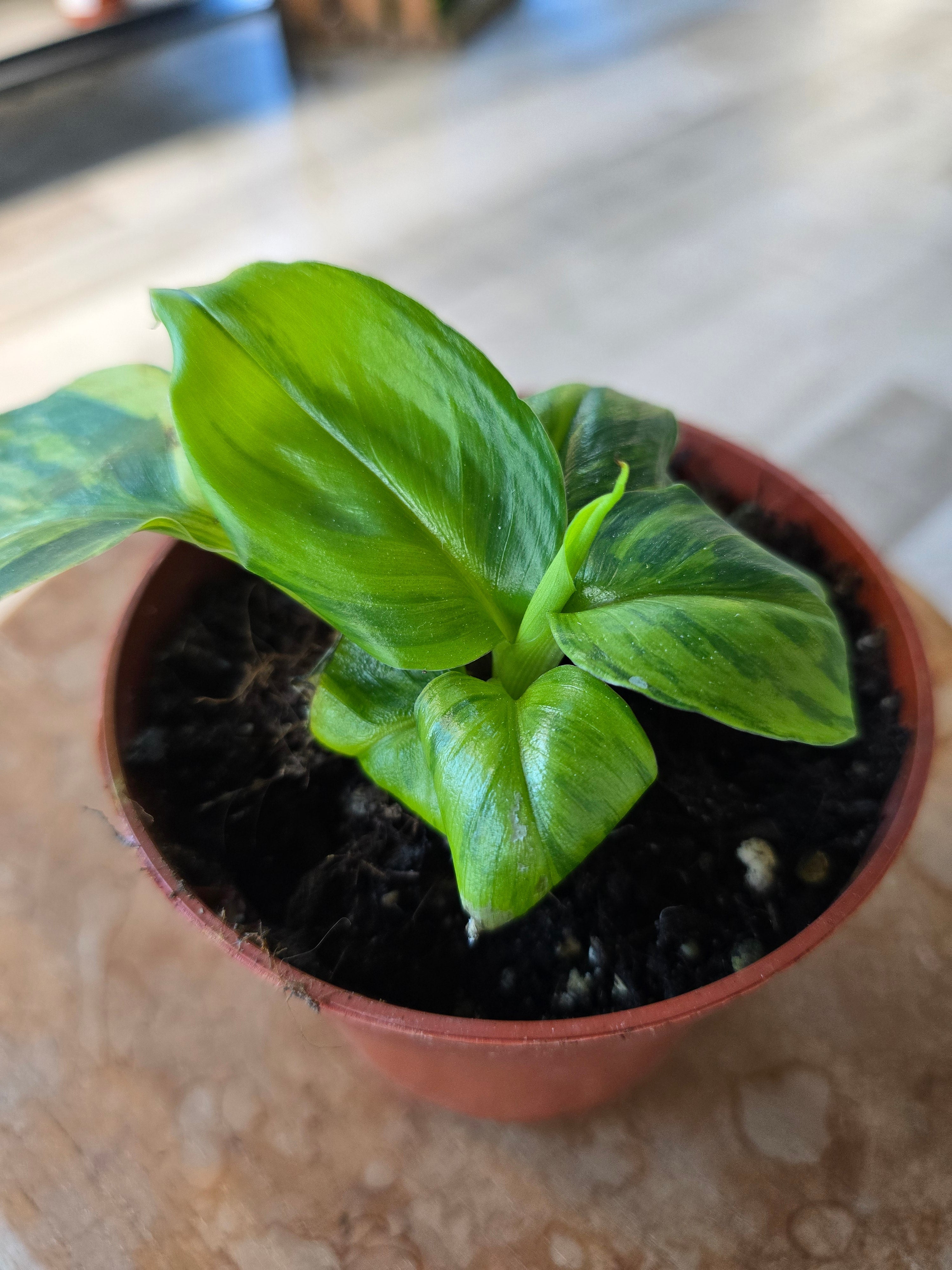 Musa Aurea
