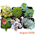 Monthly Subscription Box