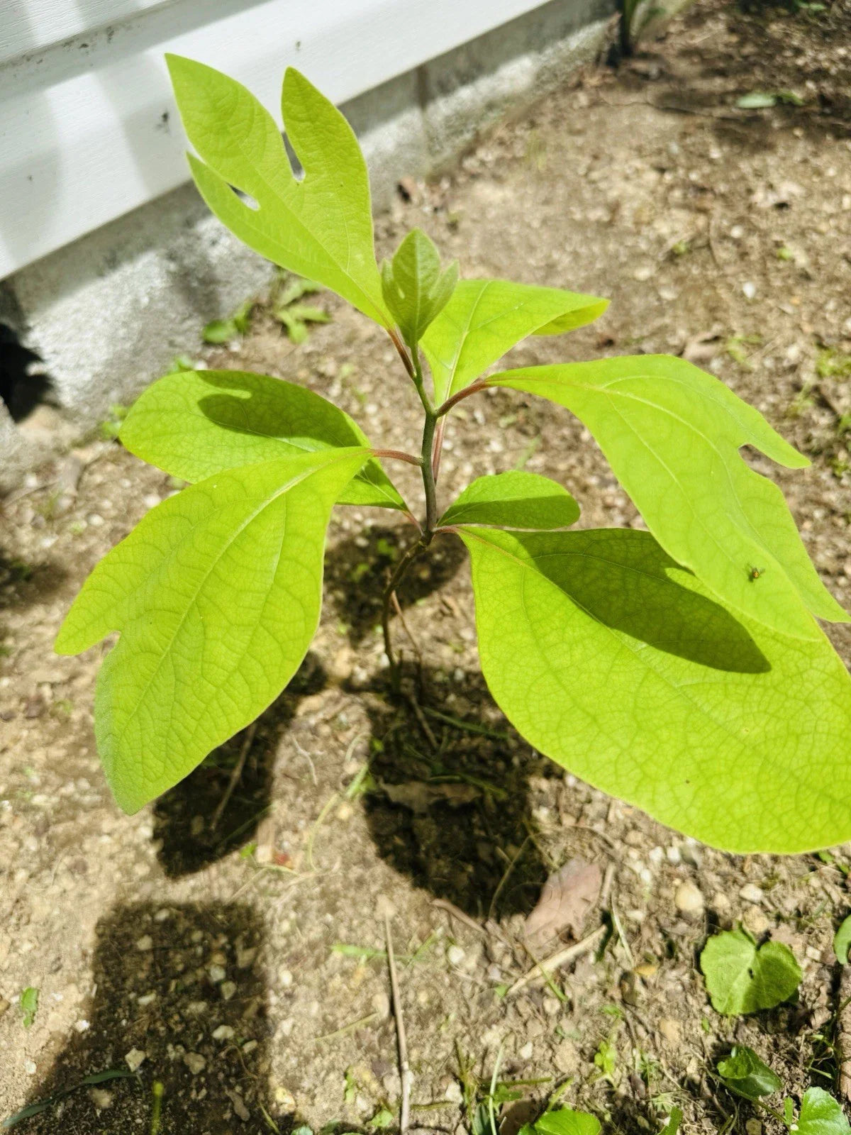 Organic Sassafras Trees - Bare Root - 10 Pack - Ready to Plant & Thrive - Sassafras albidum
