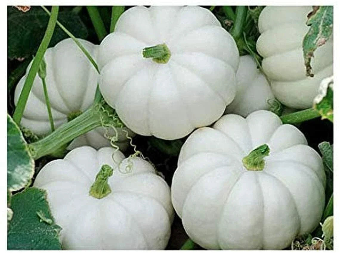 Mini White Pumpkin Seeds - 10 Count - Cucurbita pepo - Heirloom Variety for Home Gardening