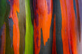 50 RAINBOW EUCALYPTUS Deglupta Gum Multicolor Bark Tree Seeds