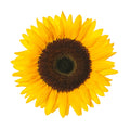 sunflower-large