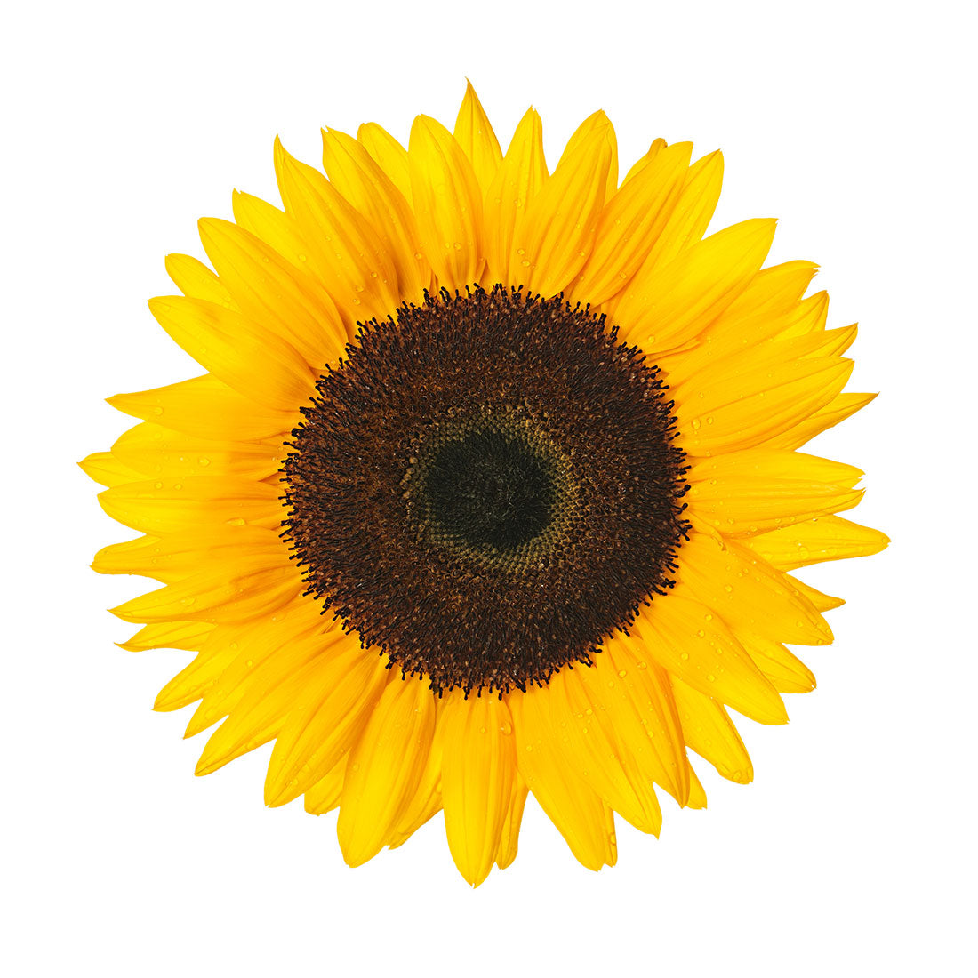 sunflower-large